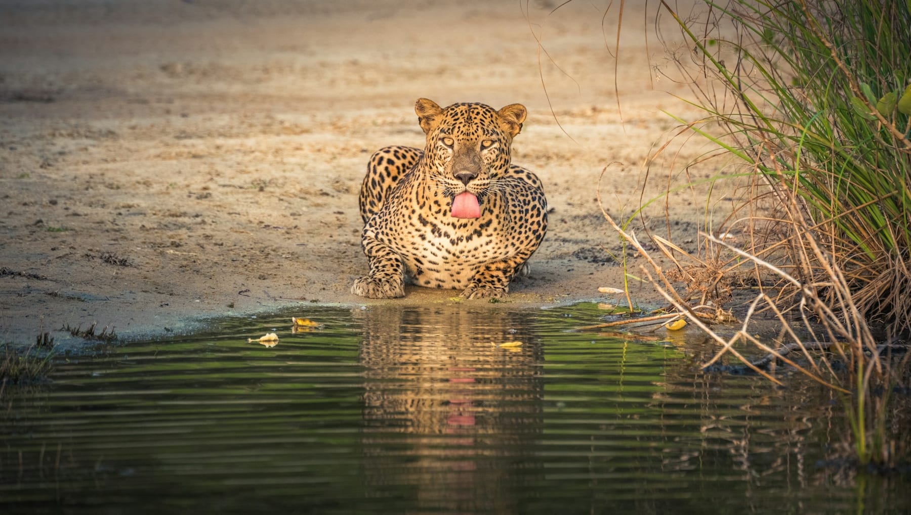 Sri Lankan Leopard — Yala National Park, Sri Lanka